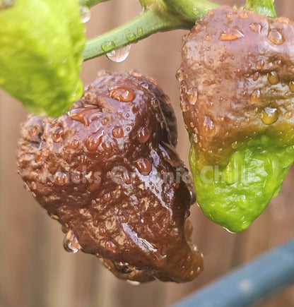 Devils Turd