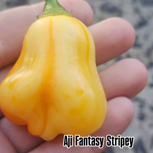 Chilli - Aji Fantasy Stripey more prominent striping 2025 10 Seeds