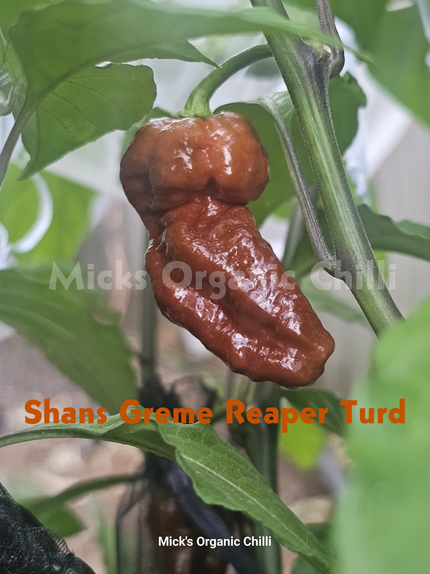 Shans Greme Reaper Turd 10 Seeds