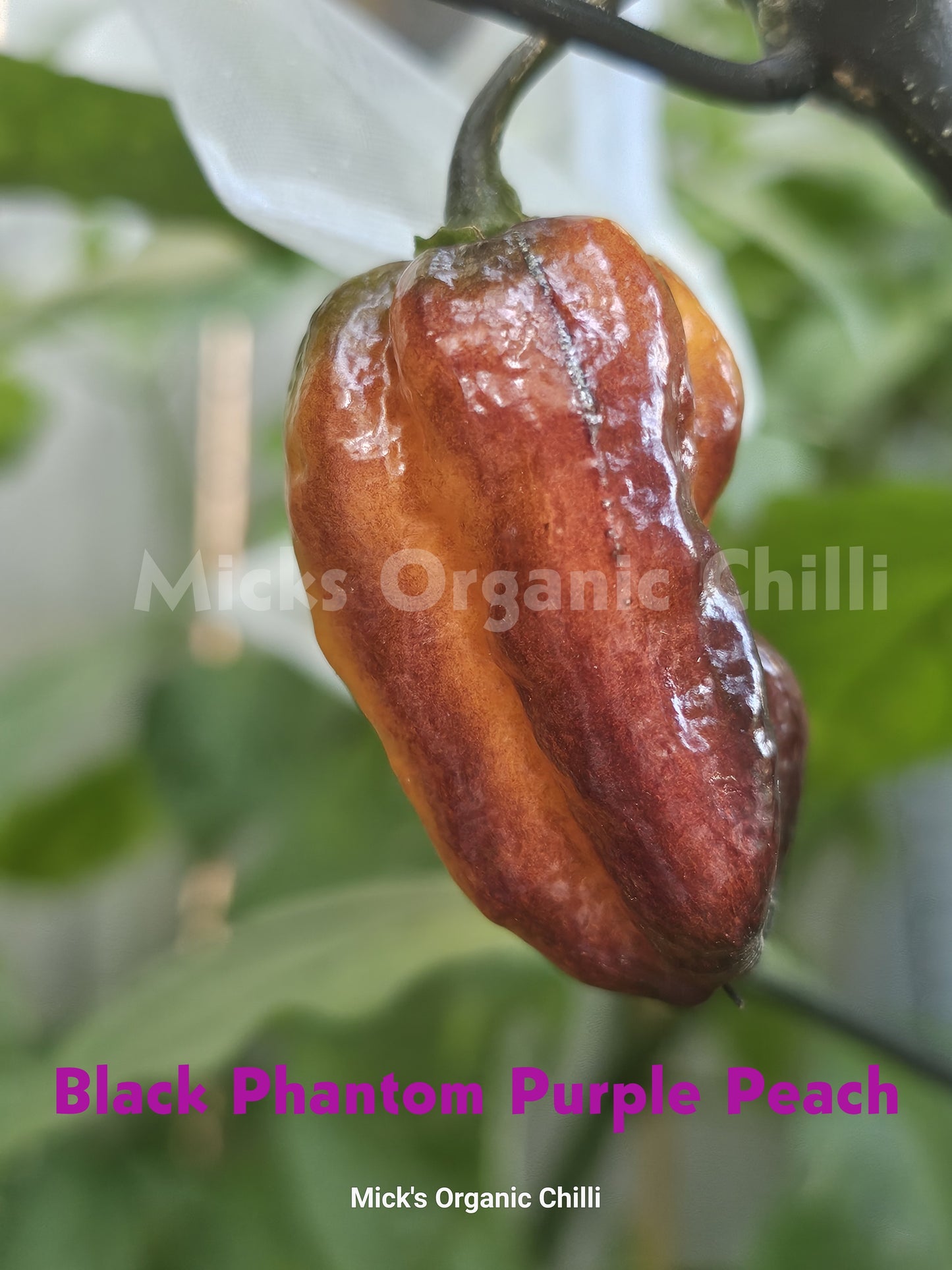 Black Phantom Purple Peach  10 Seeds