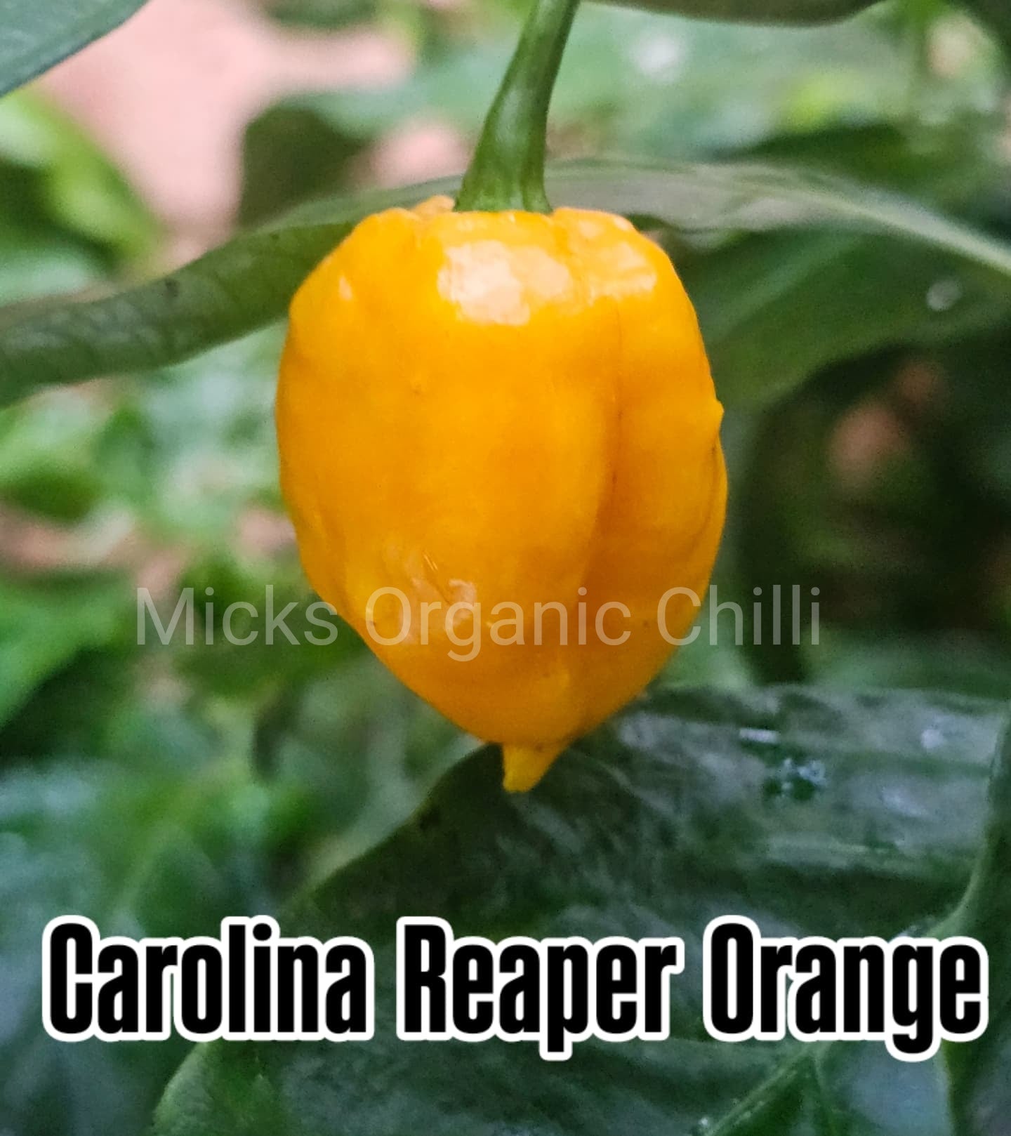 Carolina Reaper Orange