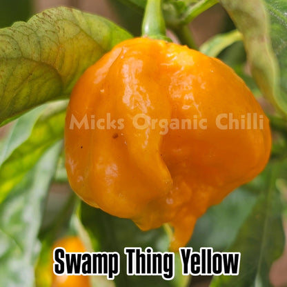Chilli- Swamp  Thing Orange 10 Seeds **LIMITED SEEDS AVAILABLE**