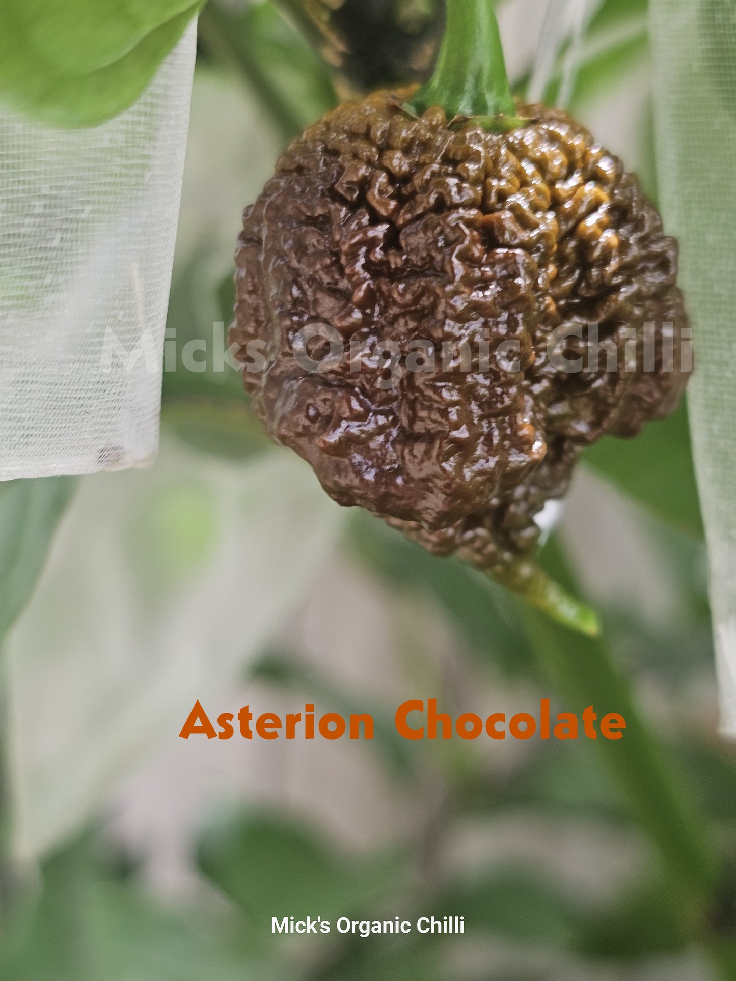Asterion Choc 10 Seeds