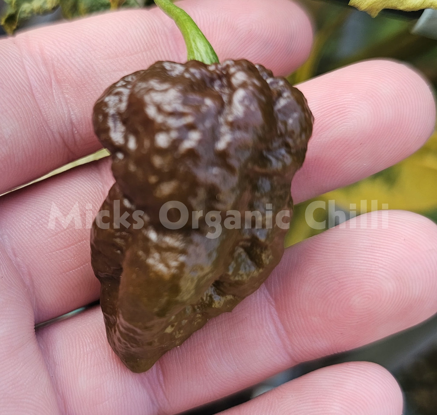 Devils Turd