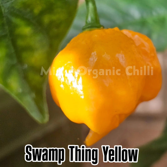 Chilli- Swamp  Thing Orange 10 Seeds **LIMITED SEEDS AVAILABLE**