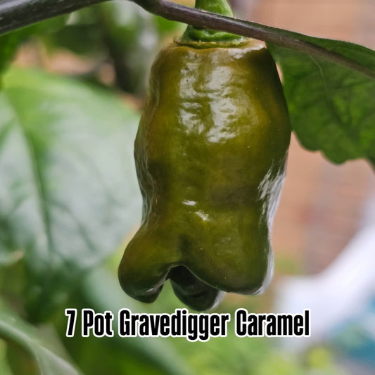 Chilli - 7 Pot GraveDigger Caramel 10 Seeds