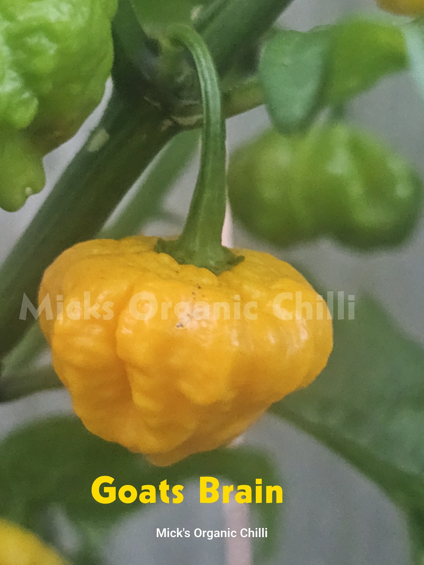 Goats Brain 10 Seeds