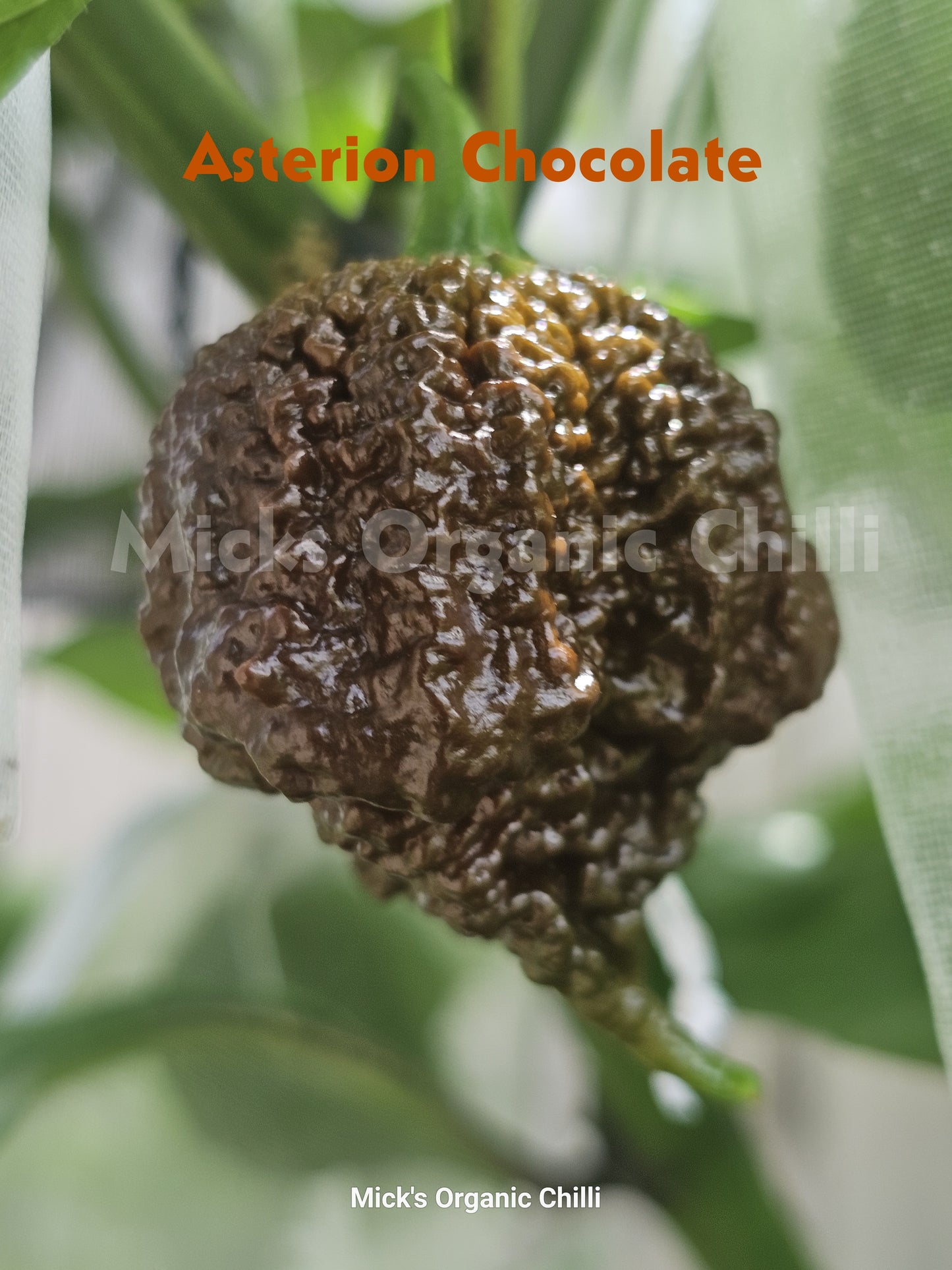 Asterion Choc 10 Seeds