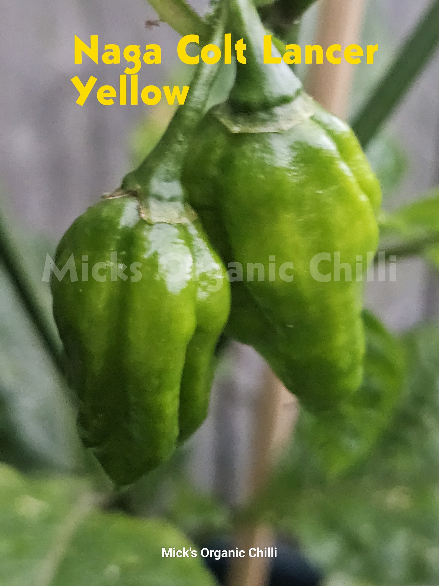Naga Colt Lancer Yellow 10 Seeds