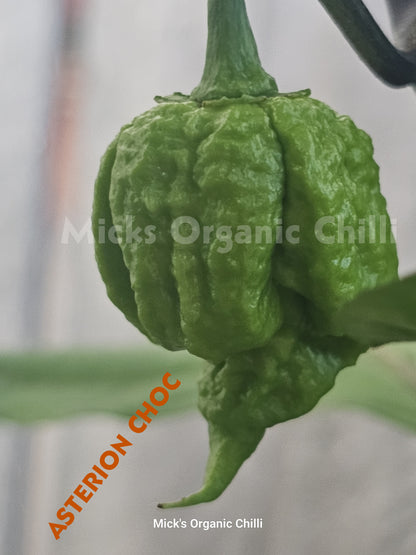 Asterion Choc 10 Seeds