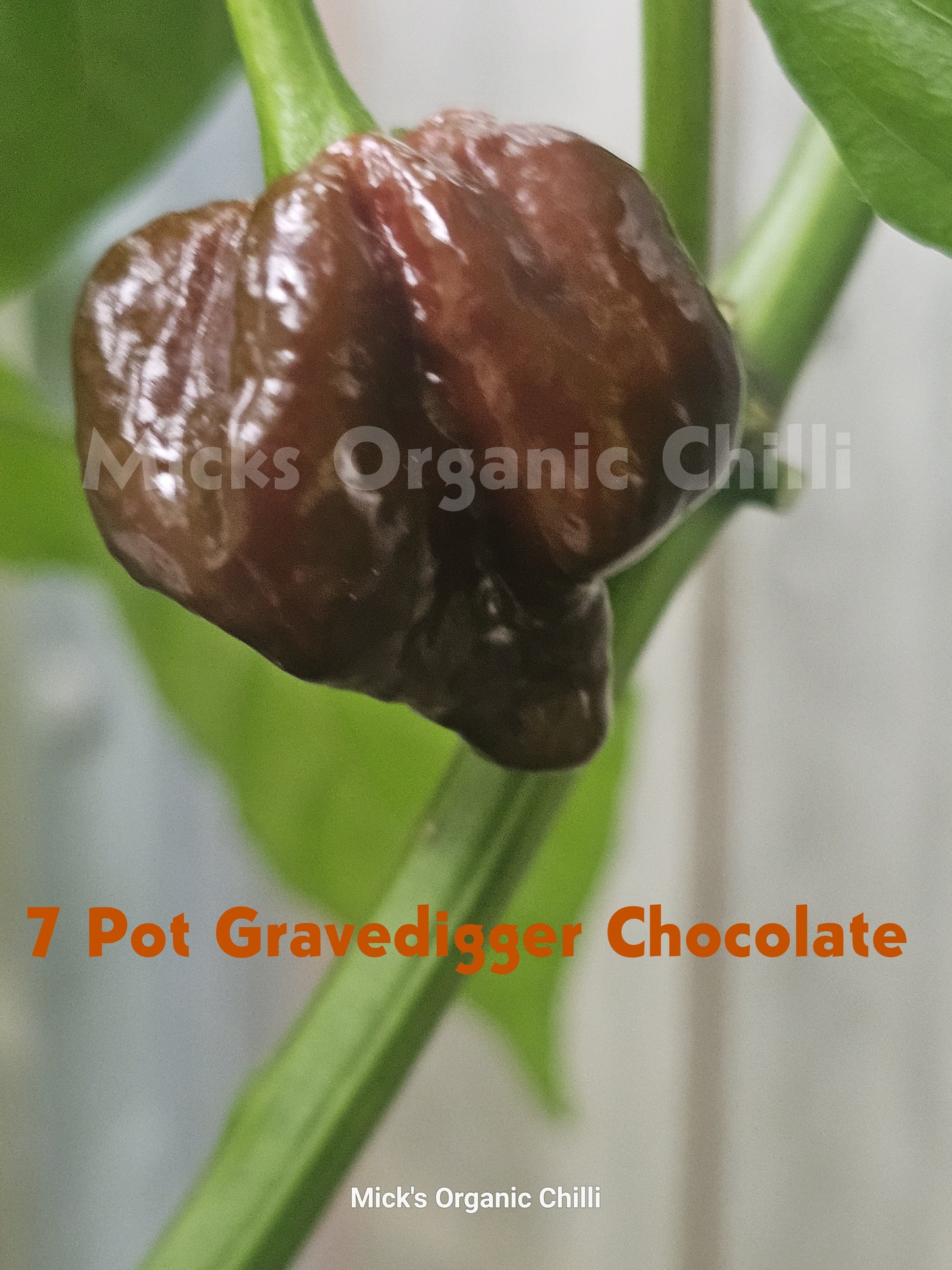 7 Pot Gravedigger Chocolate 10 Seeds