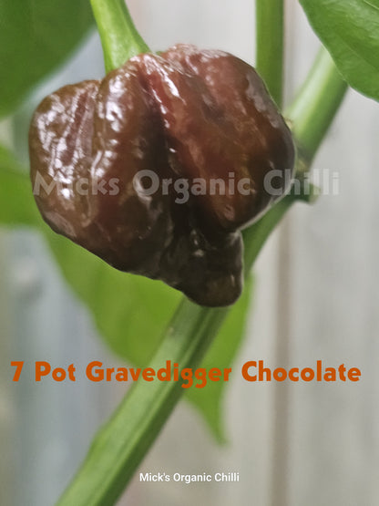 7 Pot Gravedigger Chocolate 10 Seeds