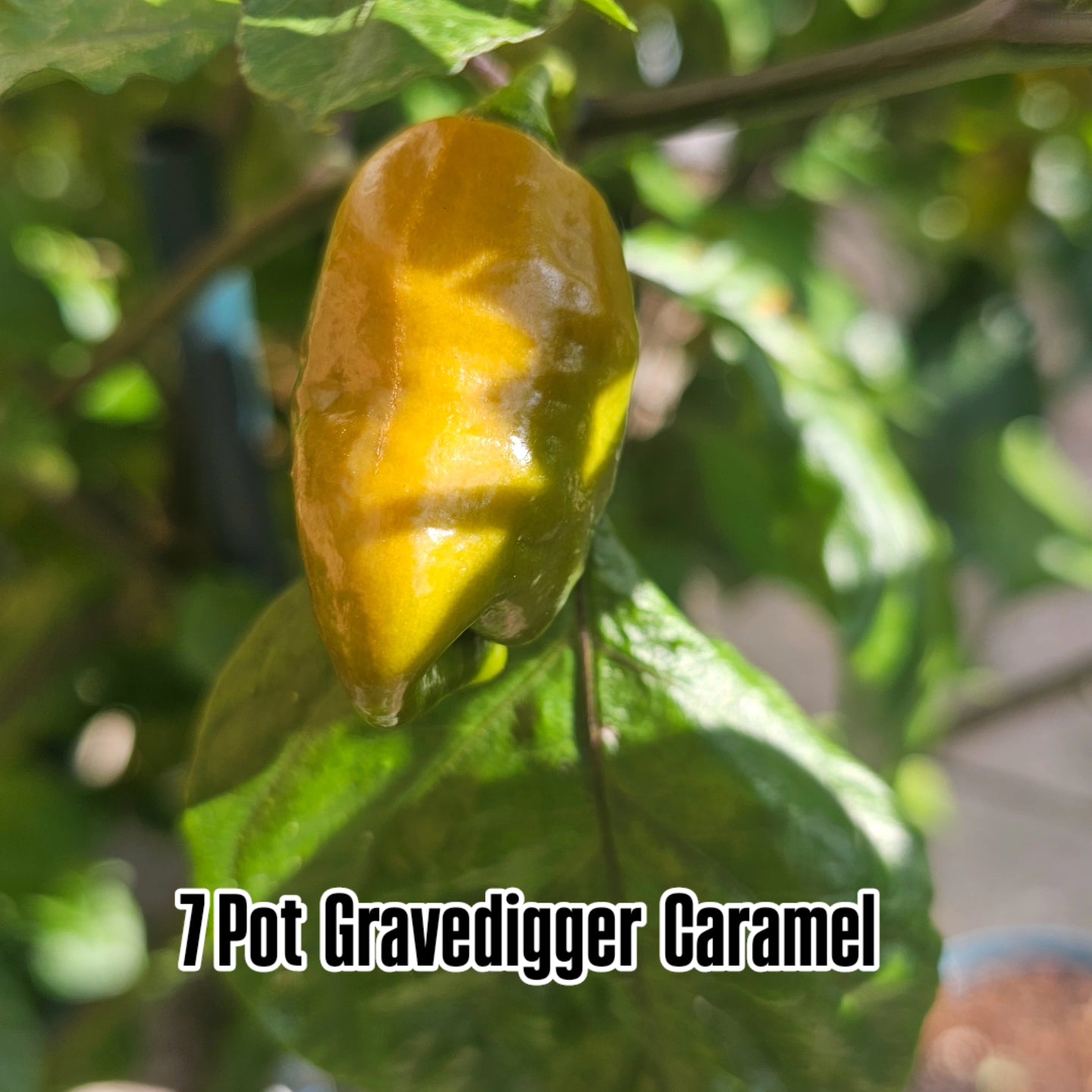 Chilli - 7 Pot GraveDigger Caramel 10 Seeds