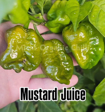 Mustard Juice