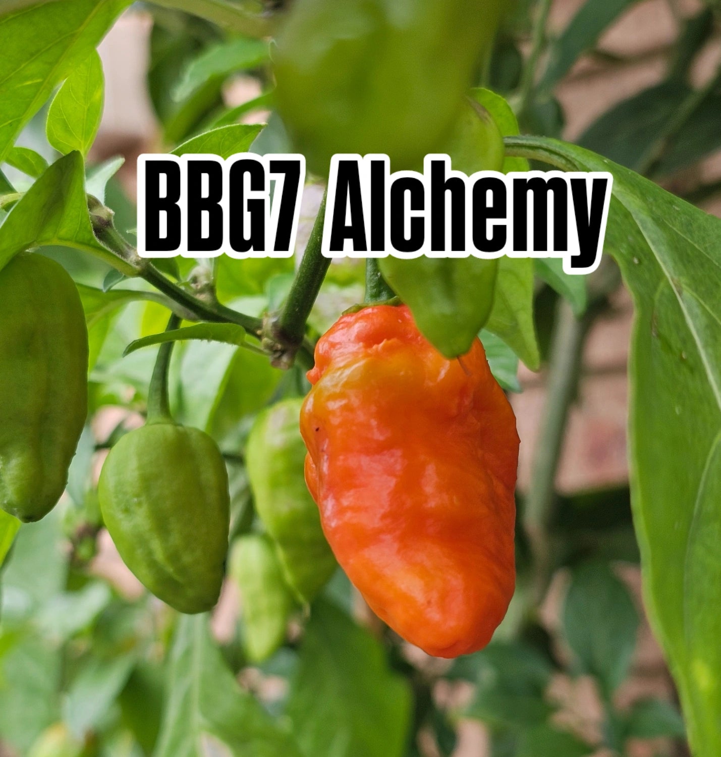 Chilli - BBG7 Alchemy