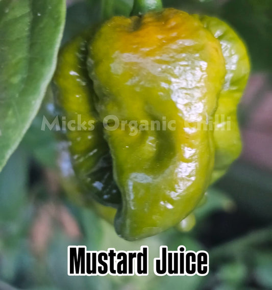 Mustard Juice