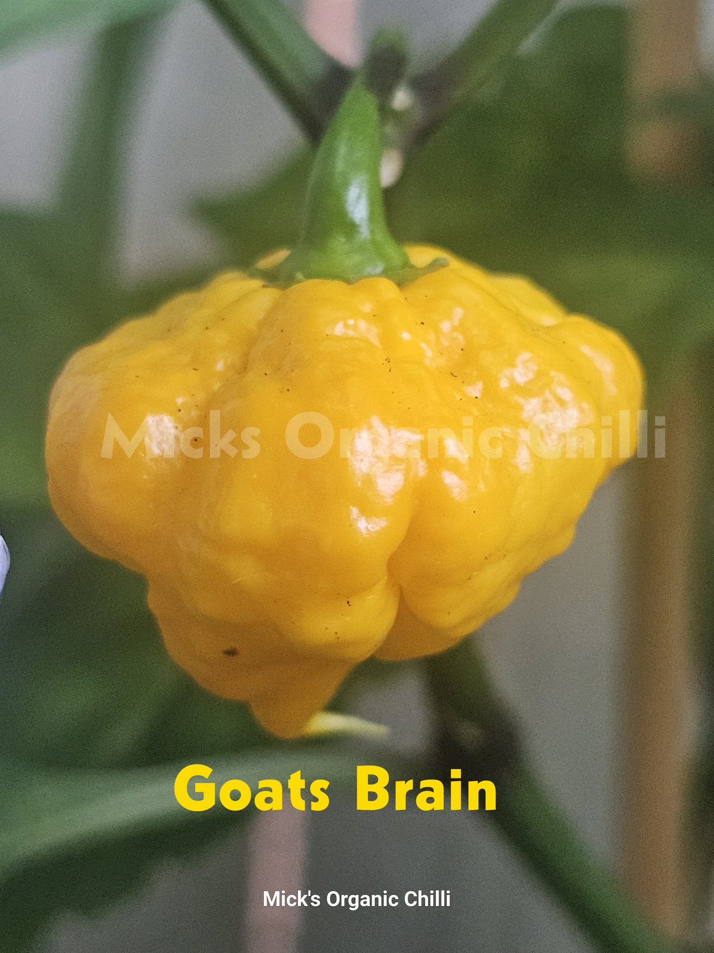 Goats Brain 10 Seeds