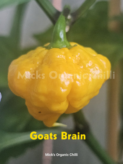 Goats Brain 10 Seeds