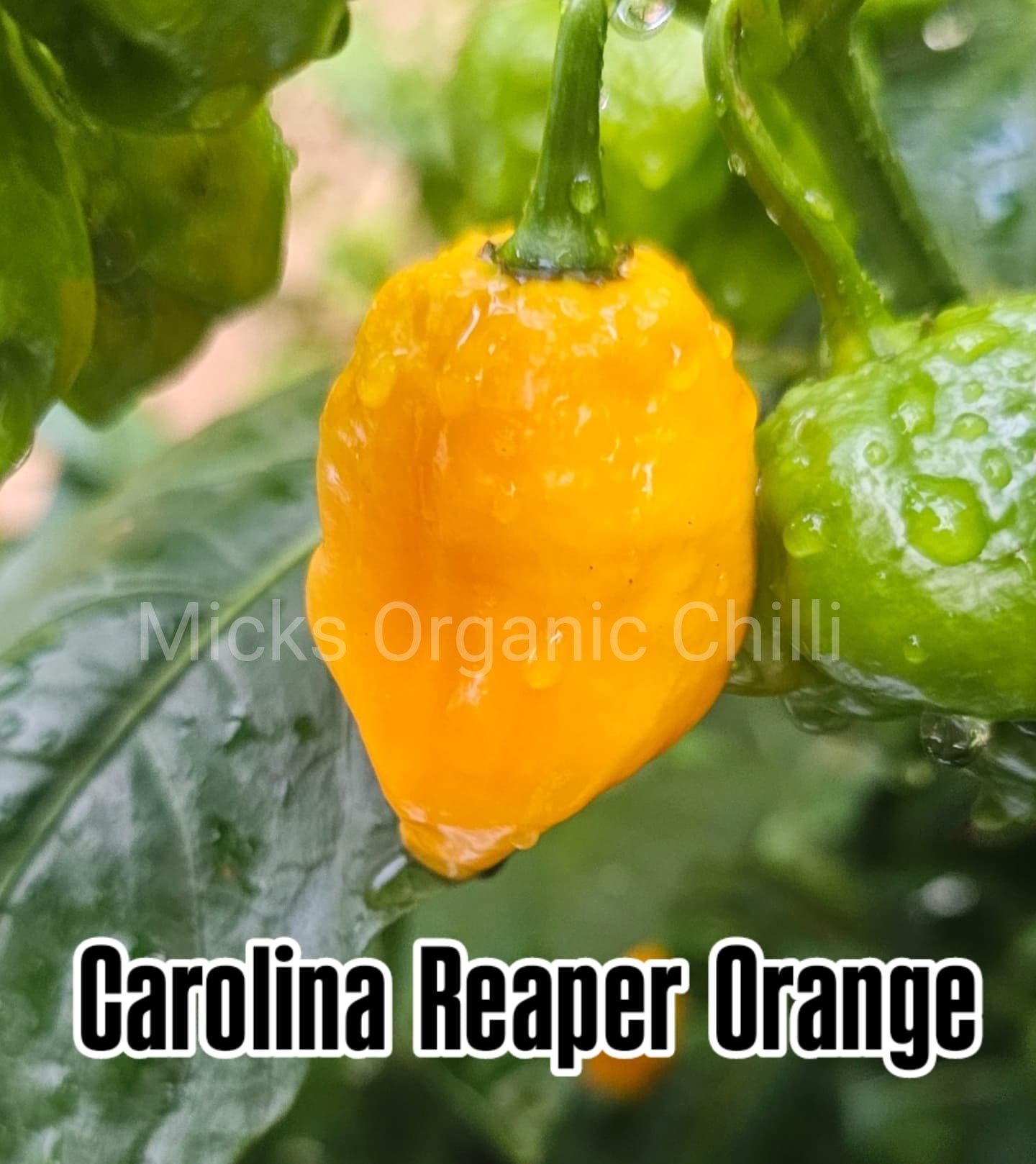 Carolina Reaper Orange