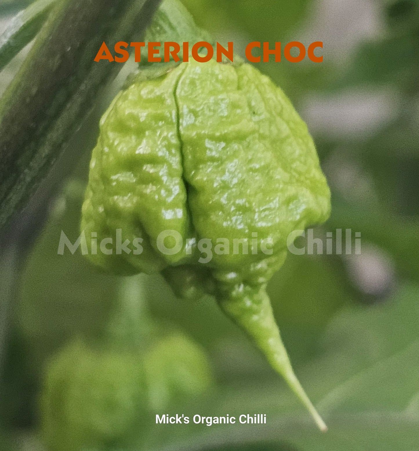 Asterion Choc 10 Seeds