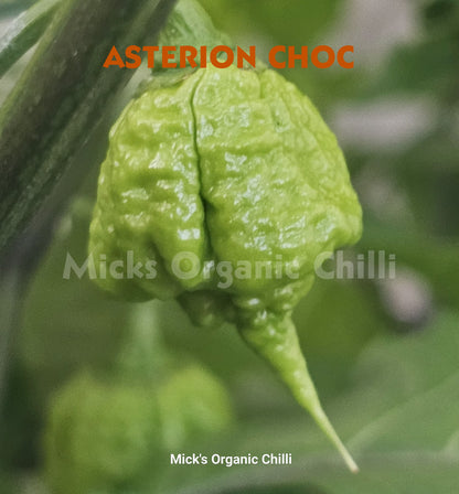 Asterion Choc 10 Seeds