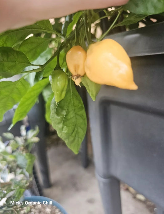 7 Pot Lobotomy Peach