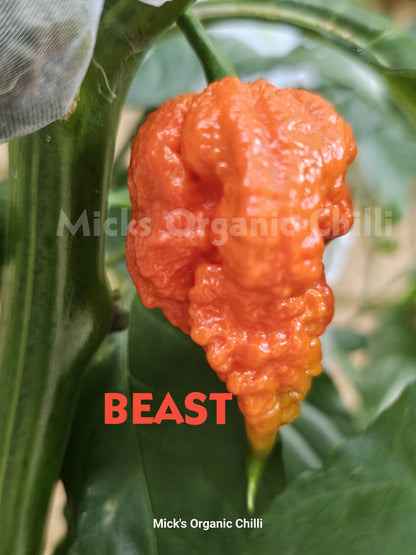 Beast 10 Seeds