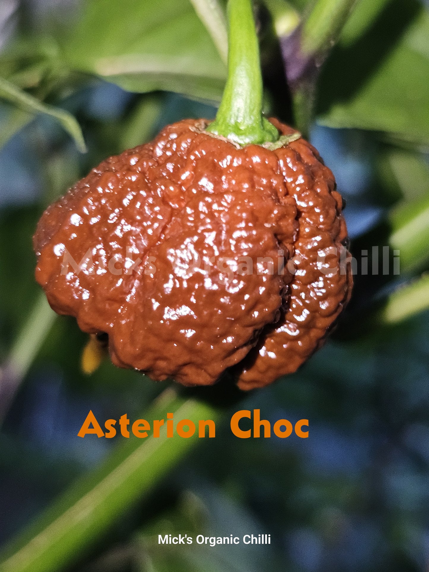 Asterion Choc 10 Seeds
