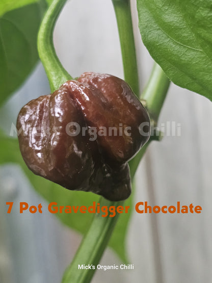 7 Pot Gravedigger Chocolate 10 Seeds