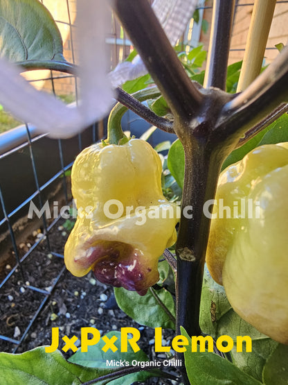 JxPxR Lemon 10 Seeds