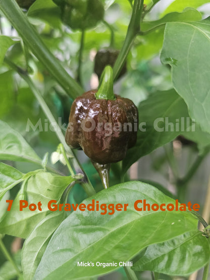 7 Pot Gravedigger Chocolate 10 Seeds