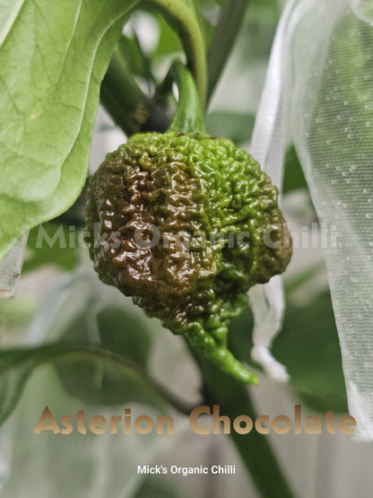 Asterion Choc 10 Seeds
