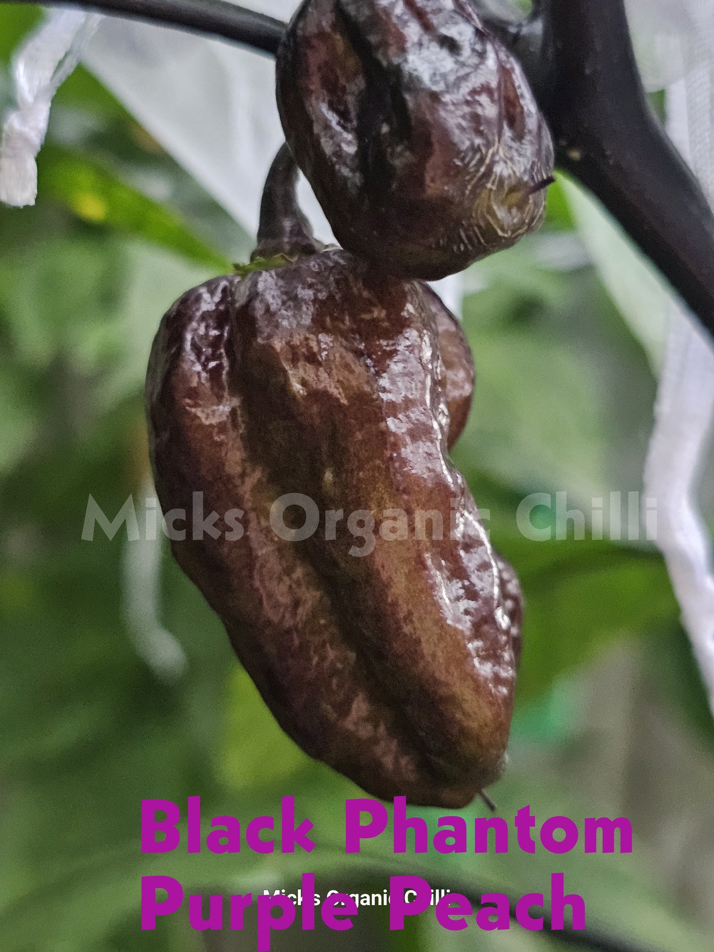 Black Phantom Purple Peach  10 Seeds