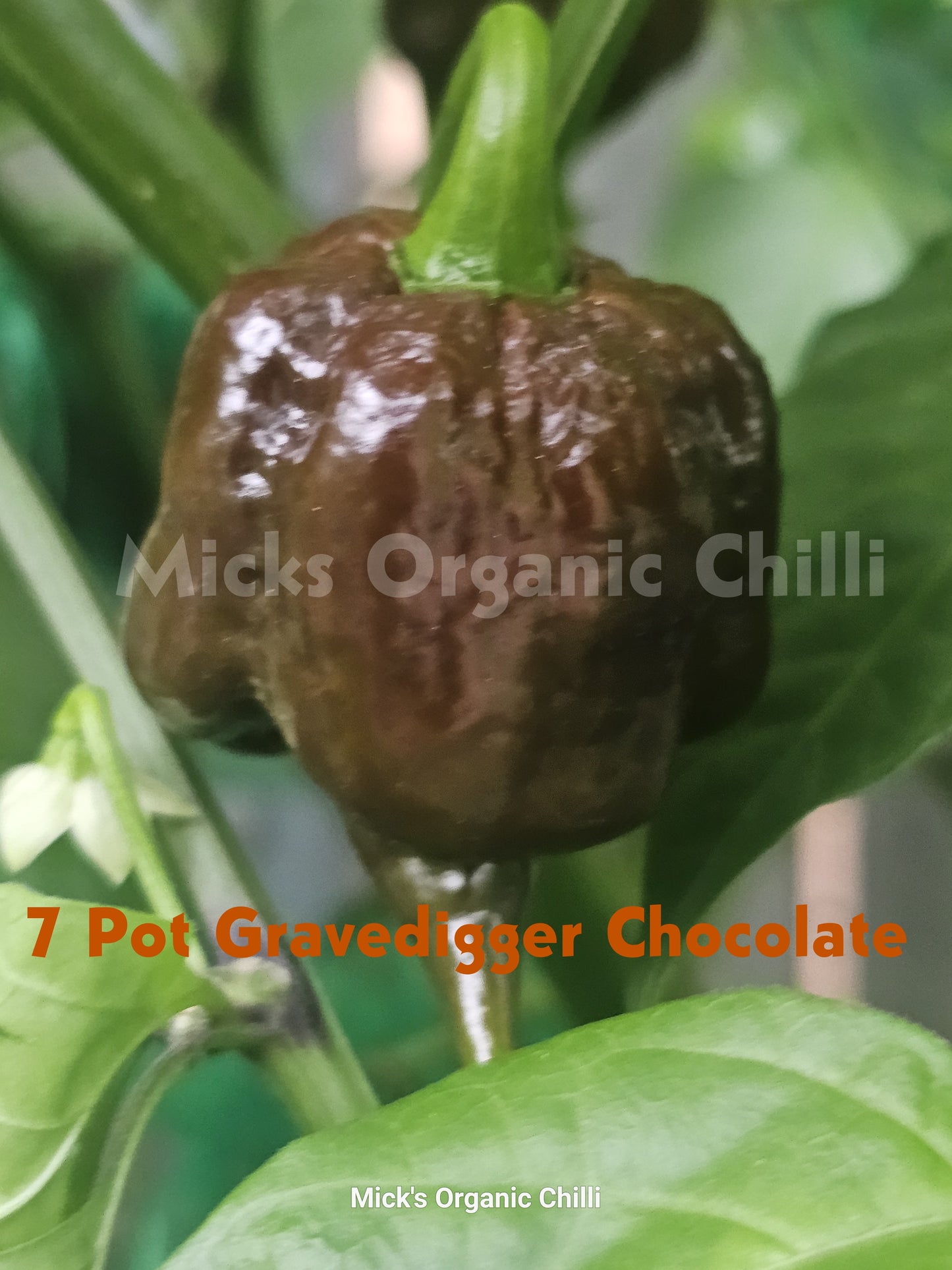 7 Pot Gravedigger Chocolate 10 Seeds
