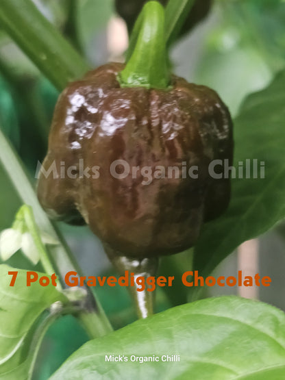 7 Pot Gravedigger Chocolate 10 Seeds
