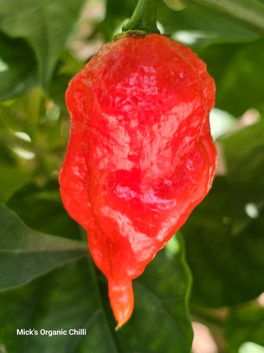 7 Pot Primo