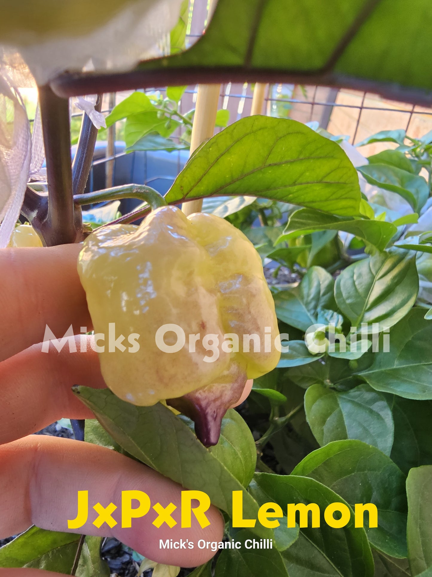 JxPxR Lemon 10 Seeds