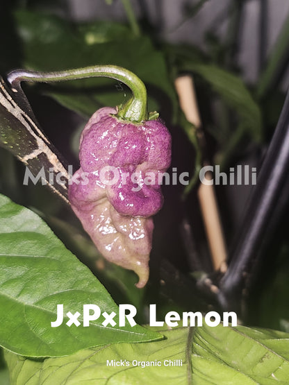 JxPxR Lemon 10 Seeds