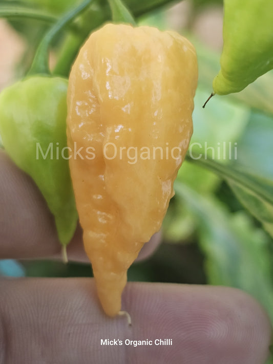 Chilli - California Reaper Peach