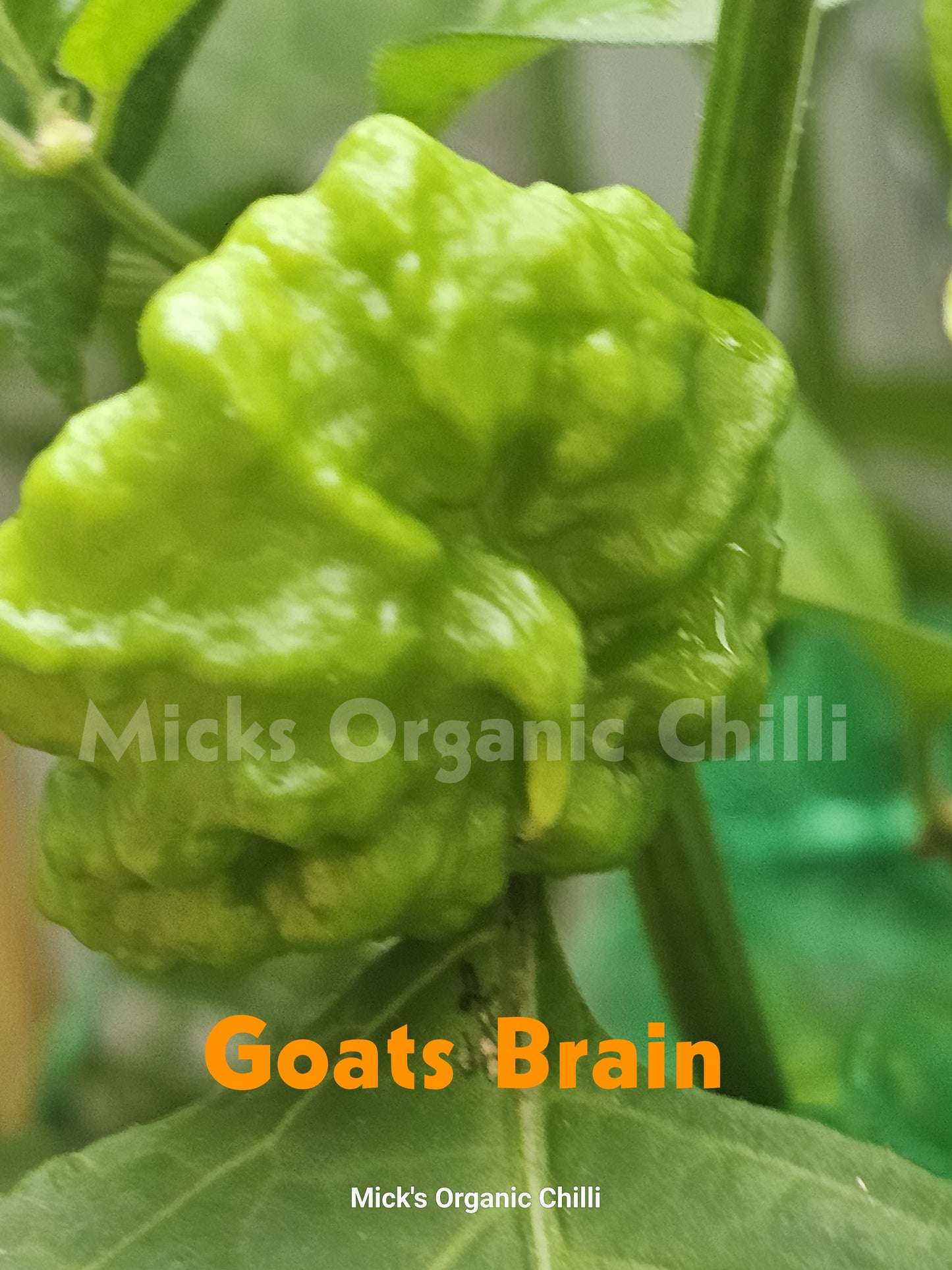 Goats Brain 10 Seeds