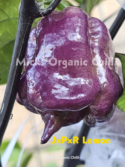 JxPxR Lemon 10 Seeds