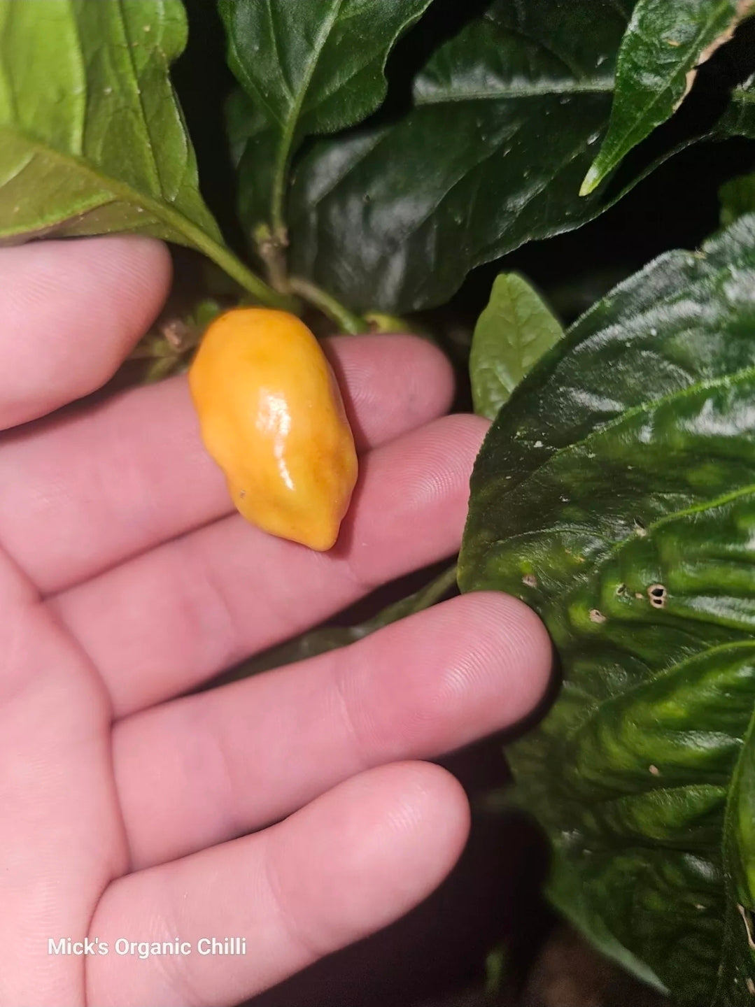 7 Pot Lobotomy Peach