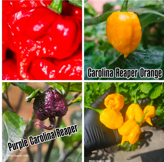 Carolina Reaper Chilli Variety pack 40 Seeds