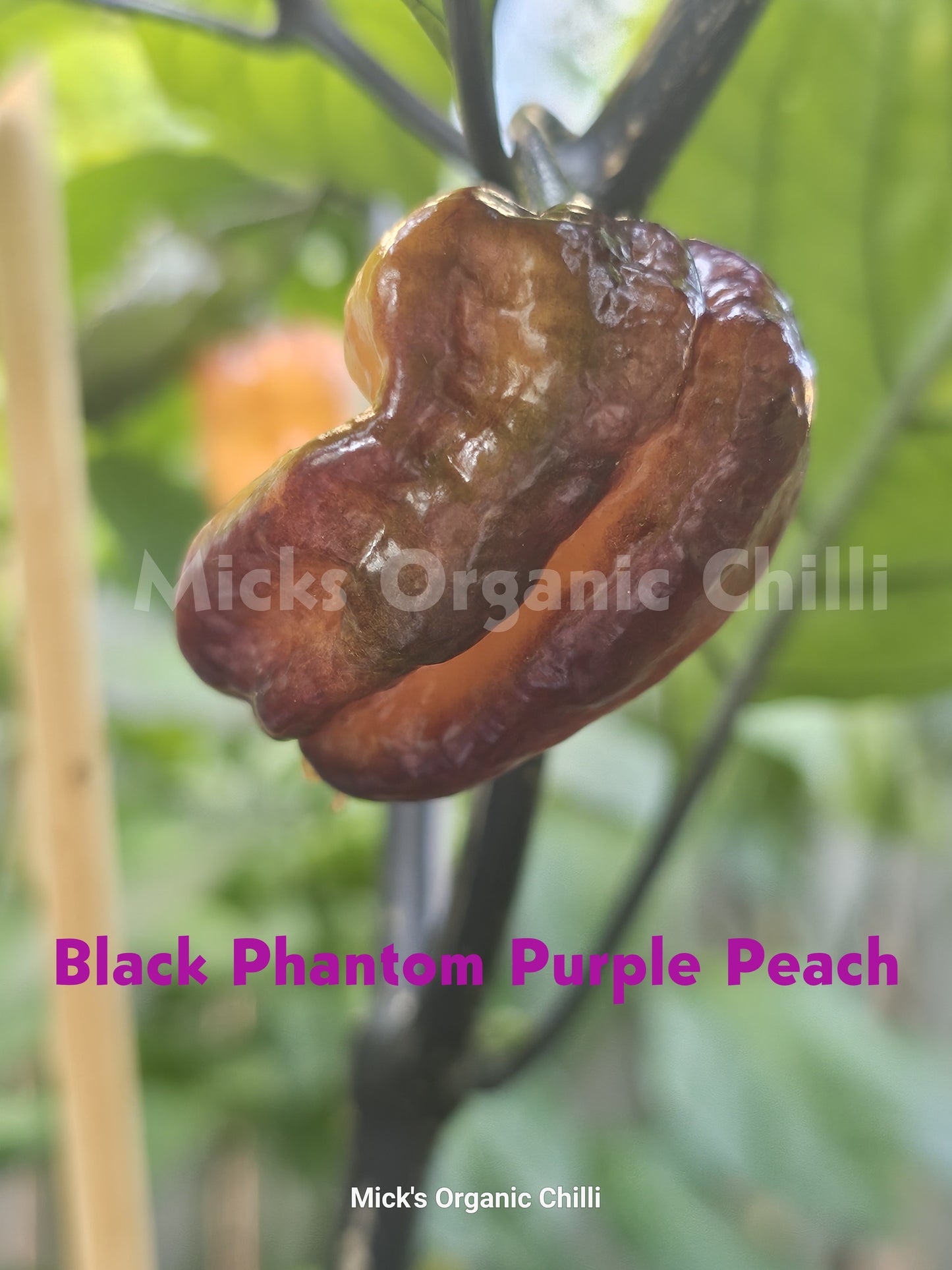 Black Phantom Purple Peach  10 Seeds