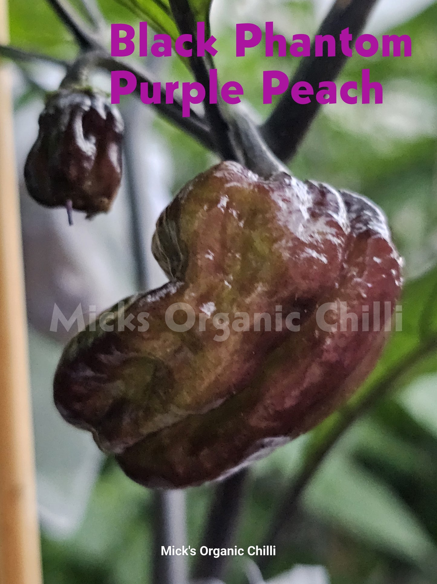 Black Phantom Purple Peach  10 Seeds