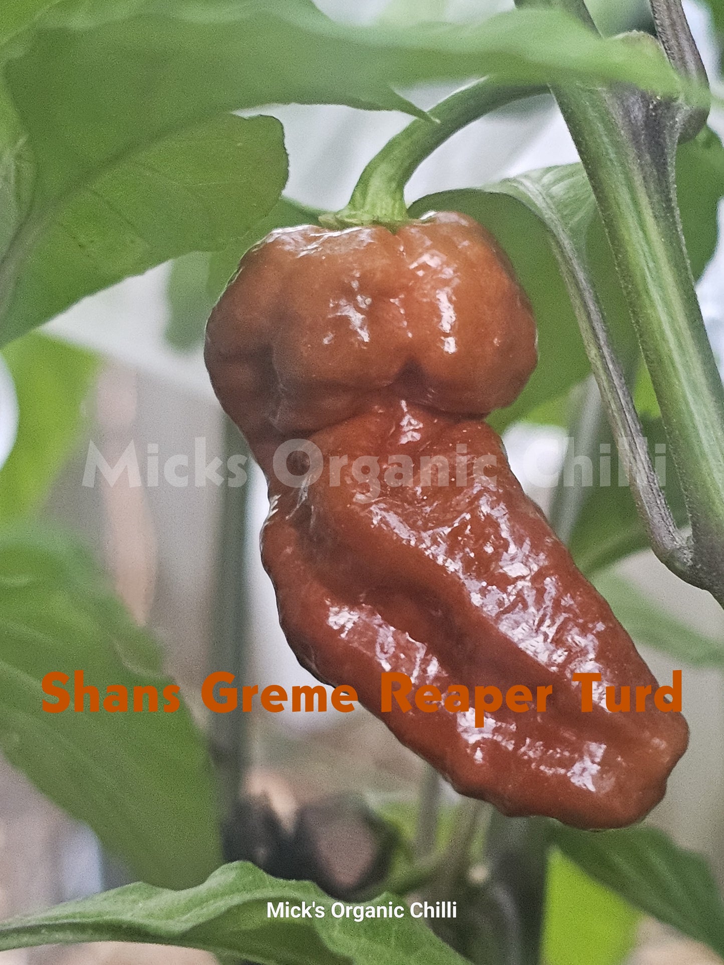 Shans Greme Reaper Turd 10 Seeds