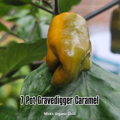 Chilli - 7 Pot GraveDigger Caramel 10 Seeds