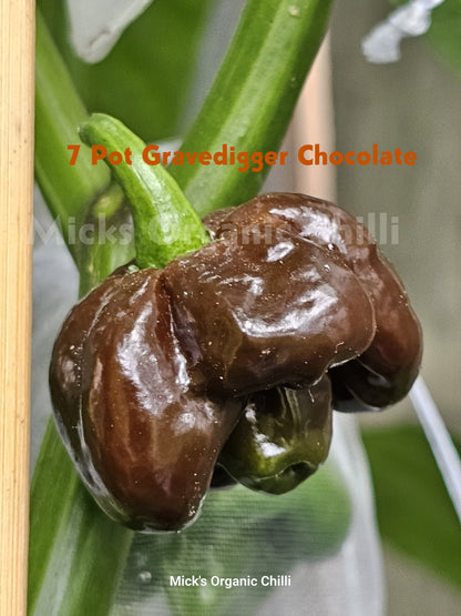 7 Pot Gravedigger Chocolate 10 Seeds