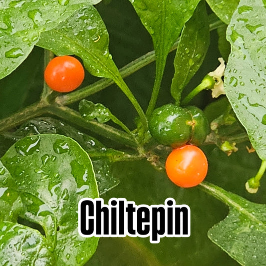 Chiltepin