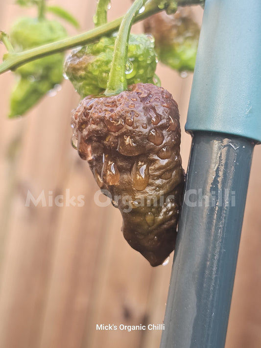 Devils Turd